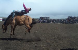 바이러스 천국이 된 앨버타
